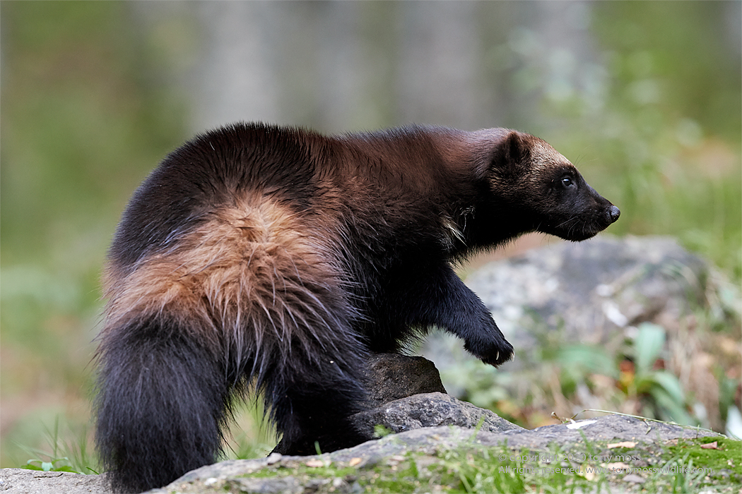 Eurasian Wolverine - Tony Moss Wildlife Photographer