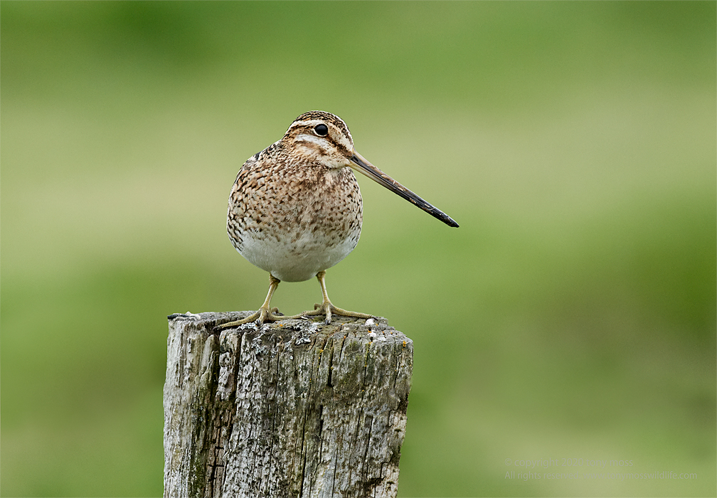 Common Snipe, Southern Iceland - Tony Moss Wildlife Photographer