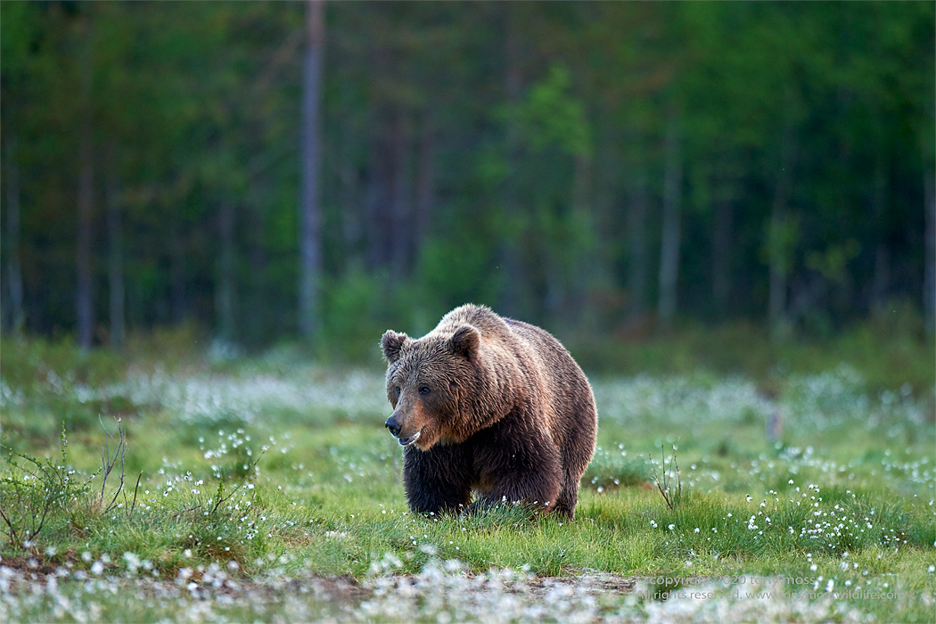 Eurasian Brown Bear - Tony Moss Wildlife Photographer