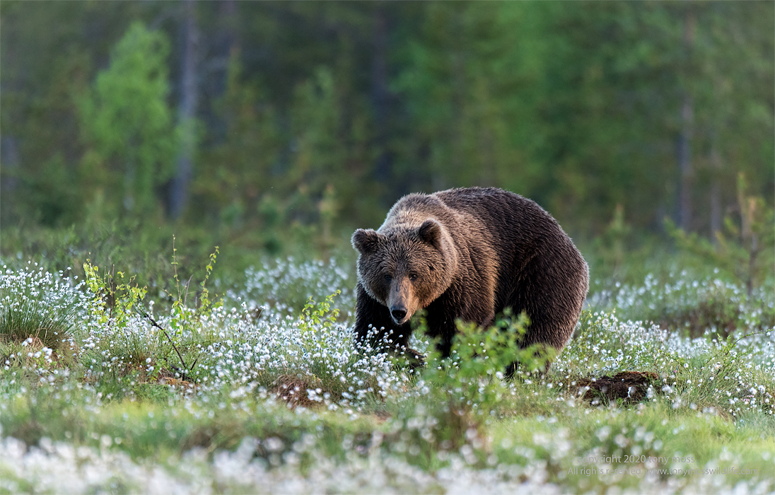 Eurasian Brown Bear - Finlands Predators - Tony Moss Wildlife Photographer