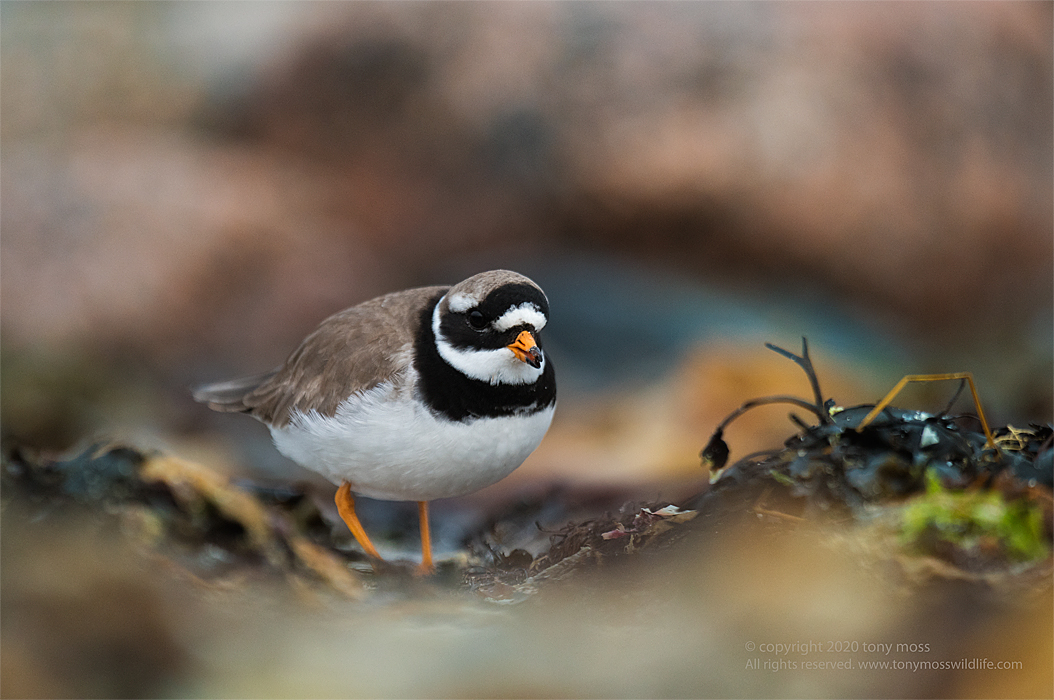 Ringed Plover on a Scottish shore - Tony Moss Wildlife Photographer