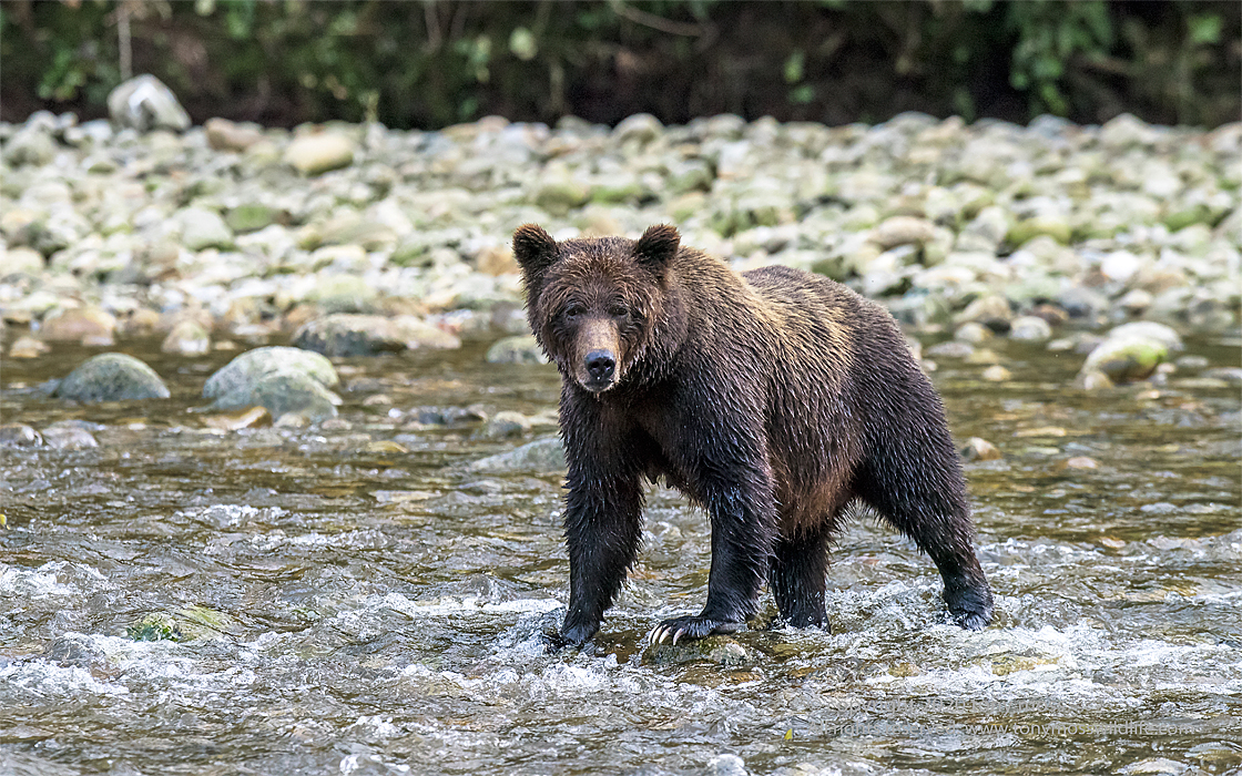 Grizzly Bear - Tony Moss Wildlife Photographer