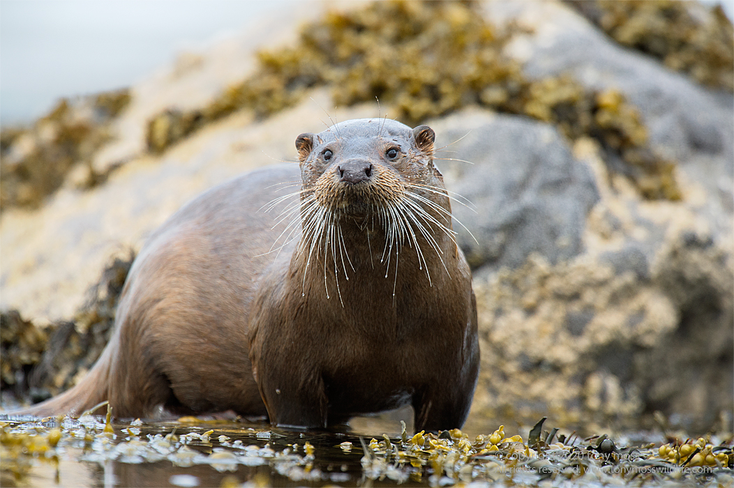 Eurasian Otter on a Scottish Sea Loch - Tony Moss Wildlife Photographer