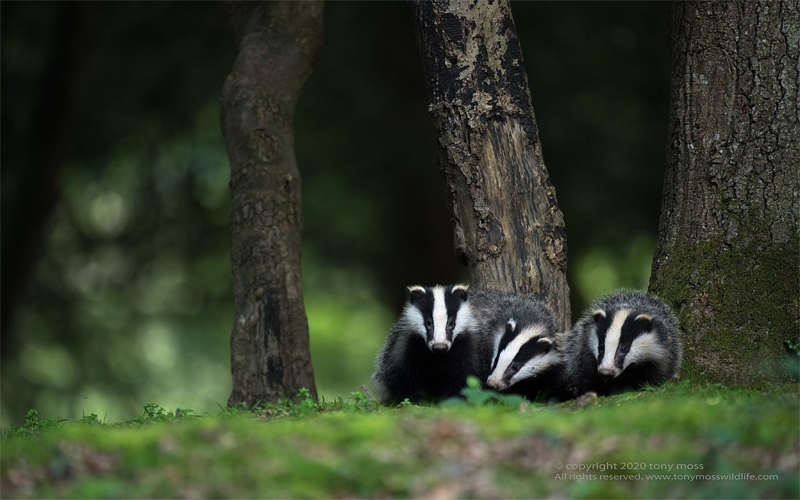 Badger cubs at play - Tony Moss Wildlife Photographer