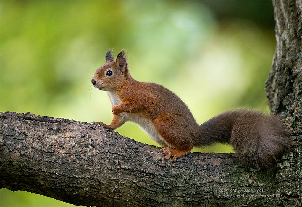 Red Squirrel - Tony Moss Wildlife Photographer