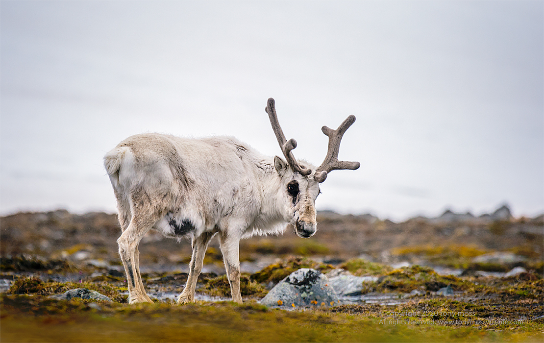 Svalbard Reindeer - Tony Moss Wildlife Photographer