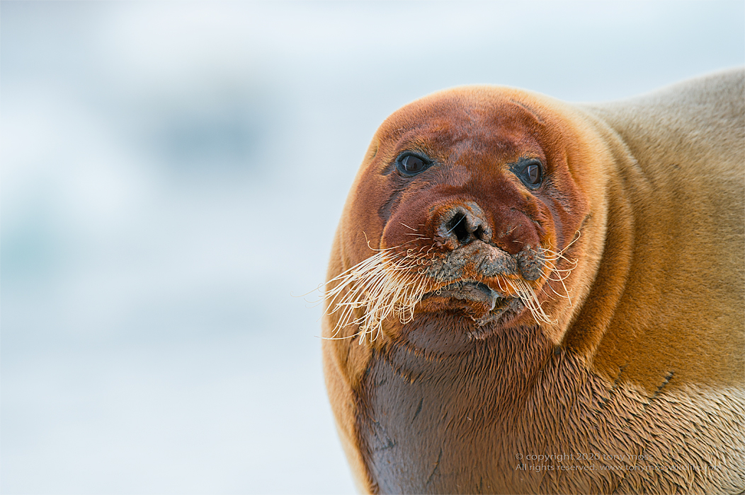 Bearded Seal - Tony Moss Wildlife Photographer