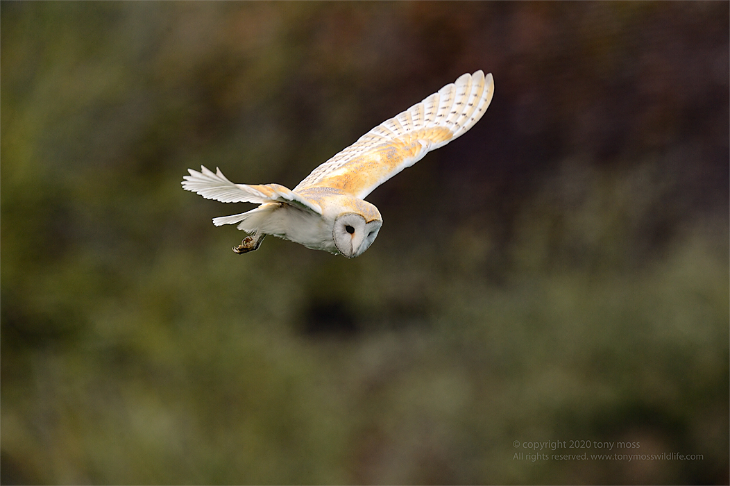 barn-owl-hunting-tony-moss-wildlife-photographer