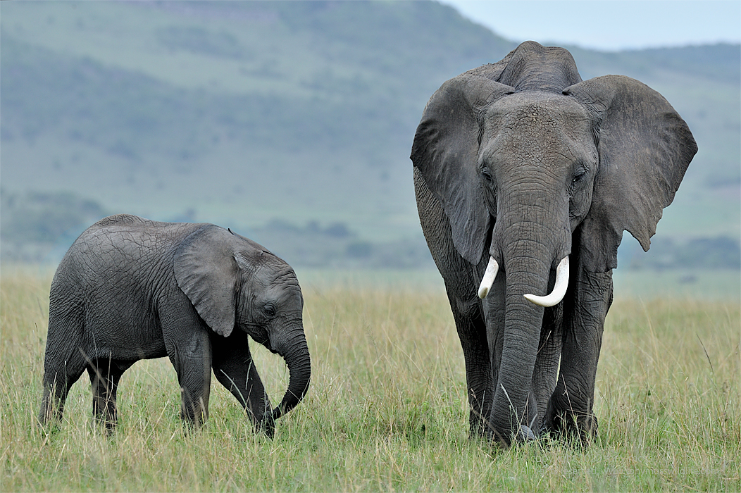 African Elephant and Calf - Tony Moss Wildlife Photographer