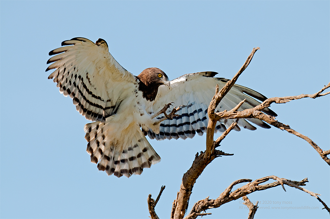 Black-breasted Snake Eagle - Tony Moss Wildlife Photographer