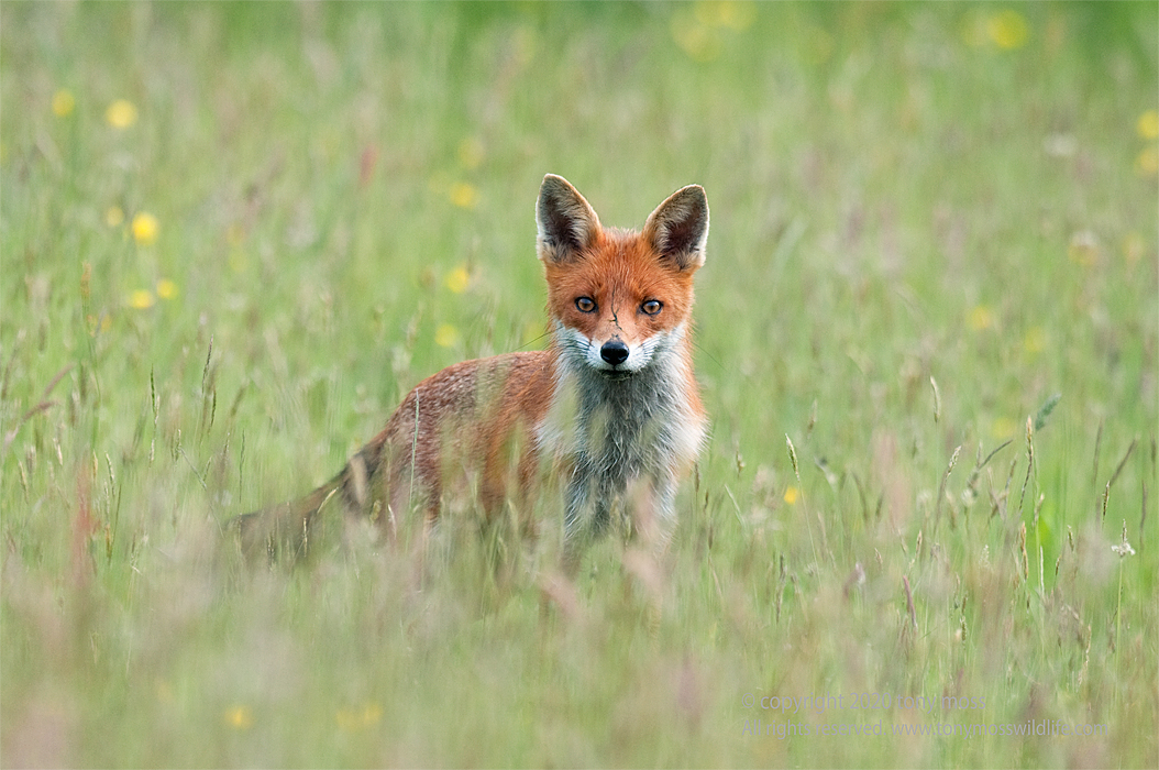 Red Fox - Tony Moss Wildlife Photographer
