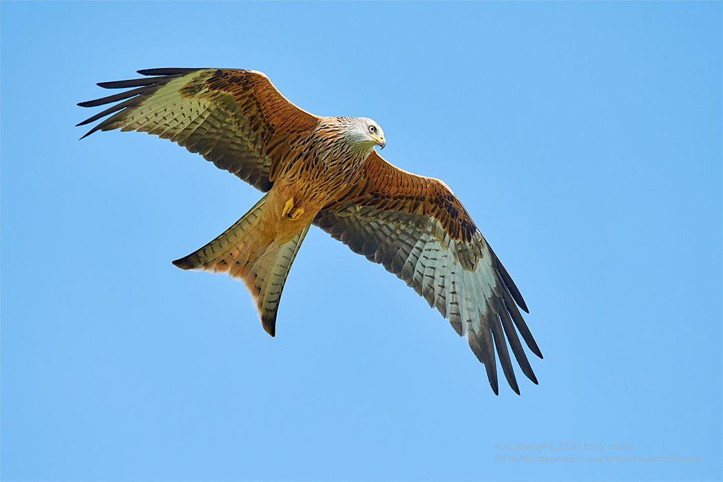 Red Kite - Tony Moss Wildlife Photographer