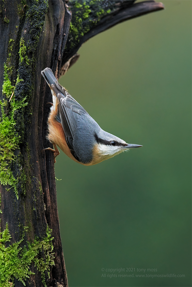 Nuthatch - Tony Moss Wildlife Photographer