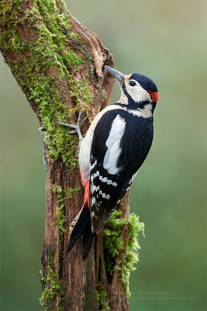 Greater-spotted Woodpecker - Tony Moss Wildlife Photographer