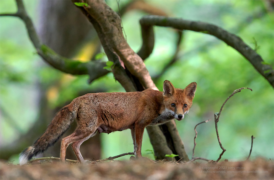Red Fox Tony Moss Wildlife Photographer
