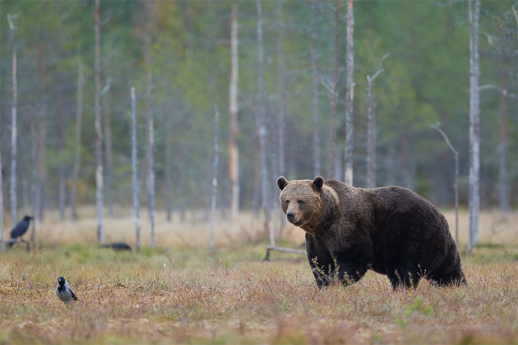 Eurasian Brown Bear - Tony Moss Wildlife Photographer