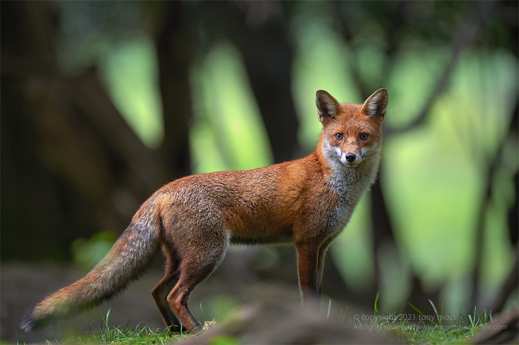 Red Fox Tony Moss Wildlife Photographer