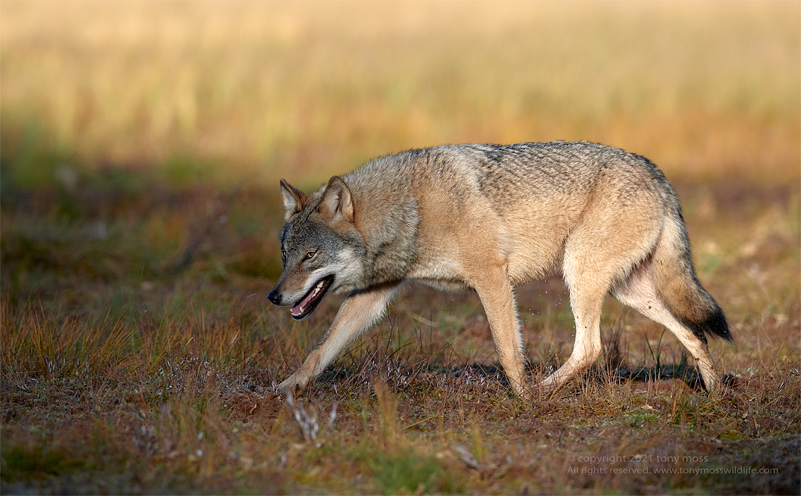 European Wolf - Tony Moss Wildlife Photographer