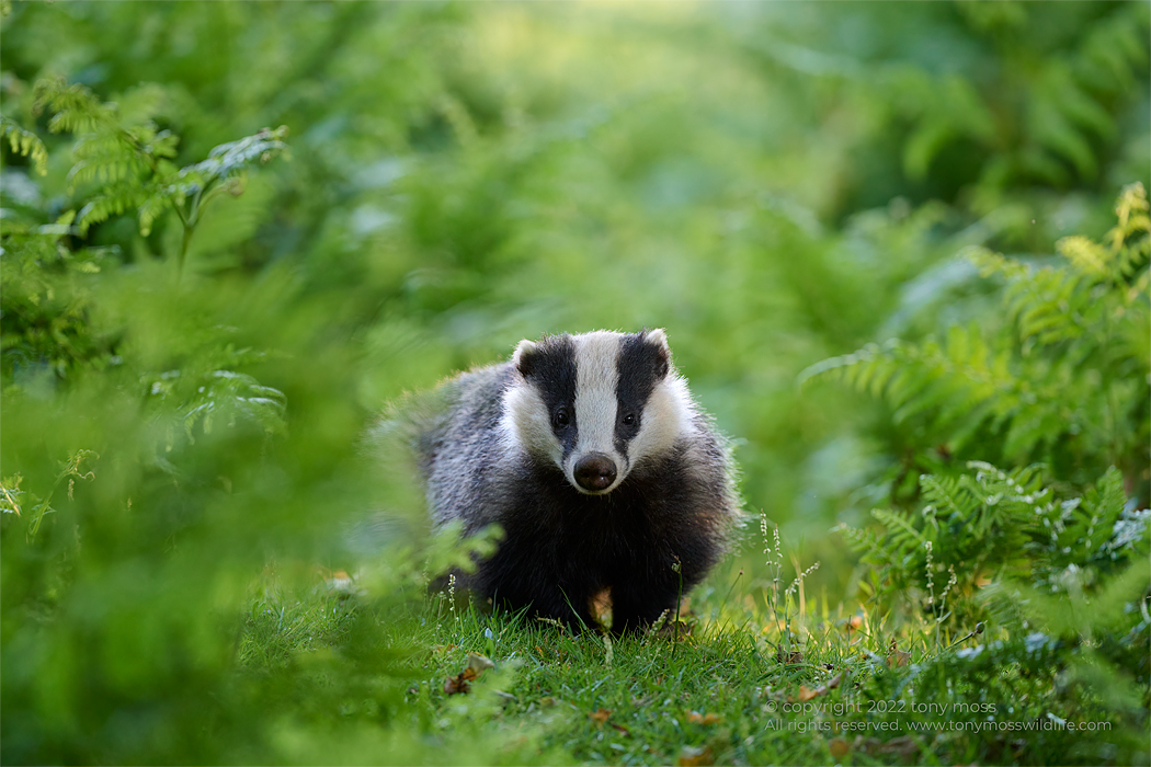 European Badger, New Forest - Tony Moss Wildlife Photographer