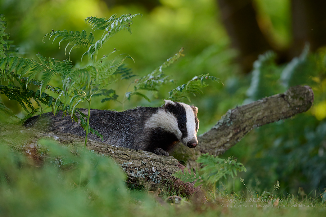 Woodland Badger - Tony Moss Wildlife Photographer