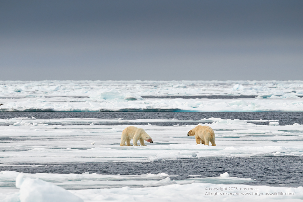 Polar Bears - Tony Moss Wildlife Photographer