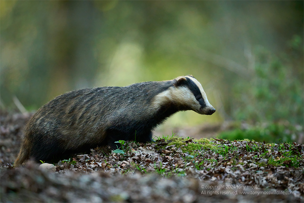 Woodland Badger - Tony Moss Wildlife Photographer